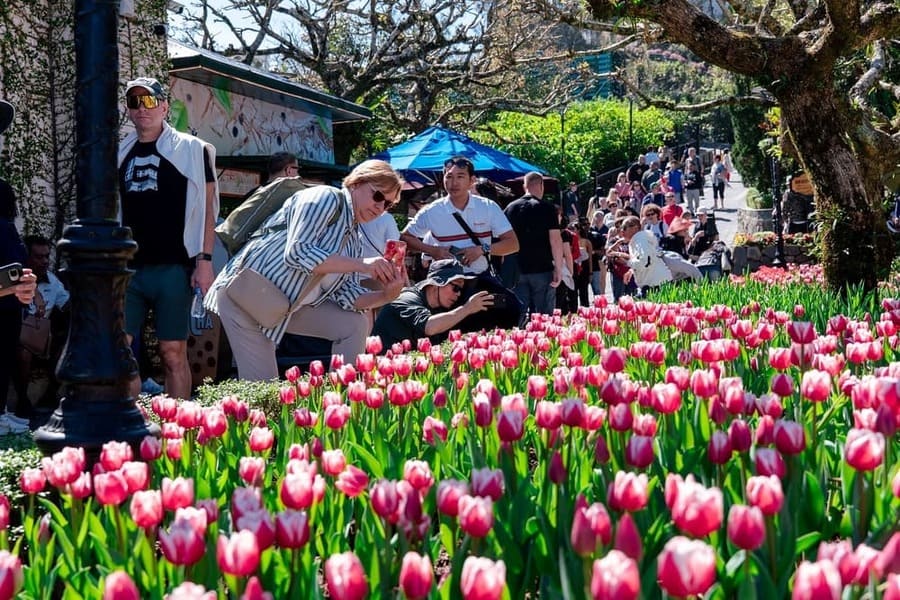 The tulip festival fascinates visitors when they come to Sun World Ba Na Hills. Photo source: Sun Group