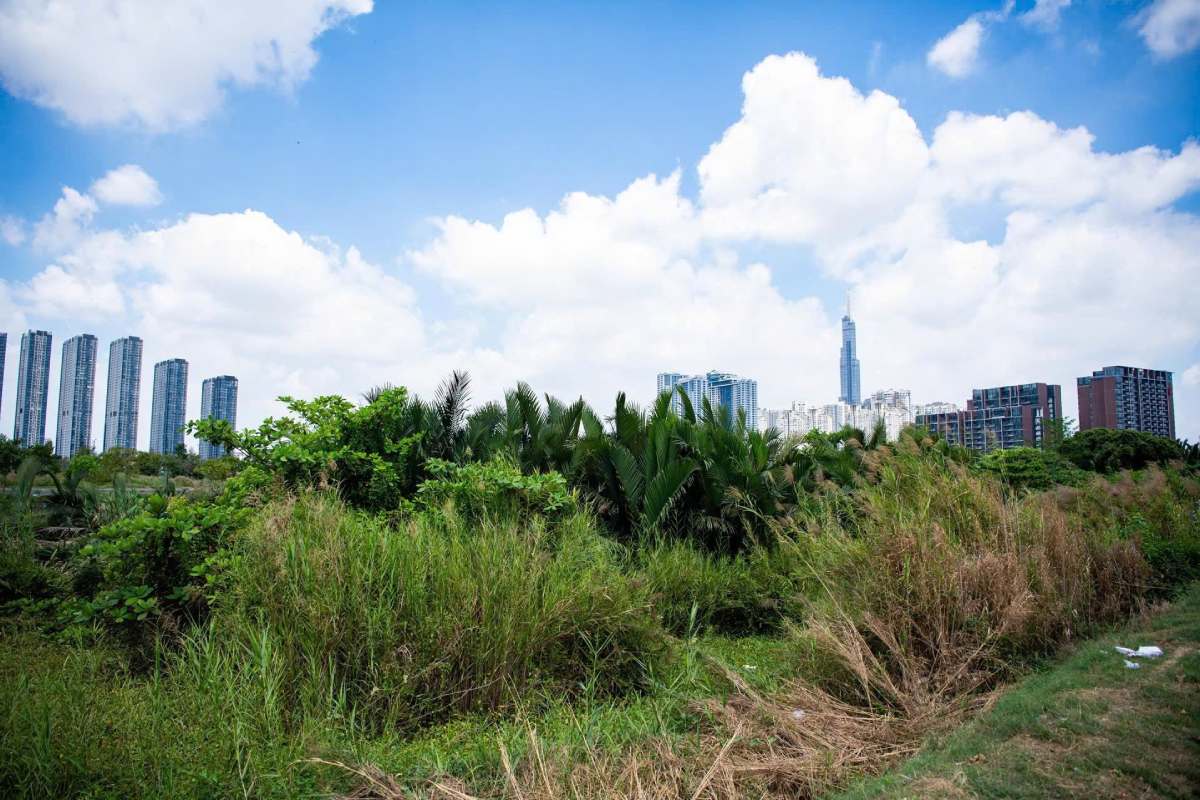  Hình ảnh đầm lầy, cỏ dại bên trong khu đất dự án. Ảnh: Anh Tú