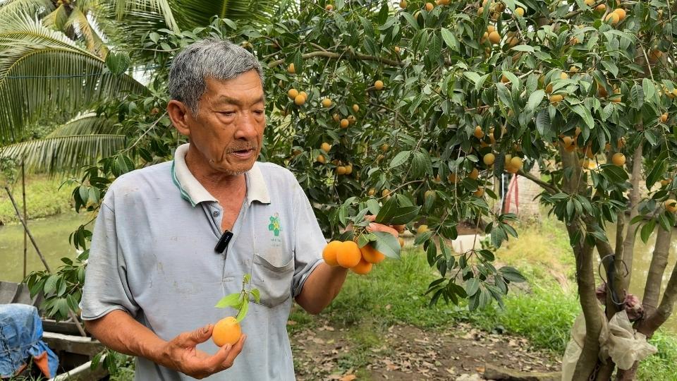 Sweet tea (fresh yellow fruit) and sour tea (dark yellow green) can be distinguished by the color of the bark and scent. Photo: Hoang Loc
