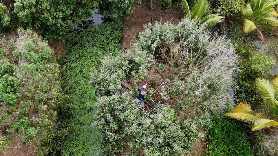 Phường Đông Thành hiện có hơn 41ha thanh trà, trong đó gần 20ha là thanh trà ngọt. Ảnh: Hoàng Lộc