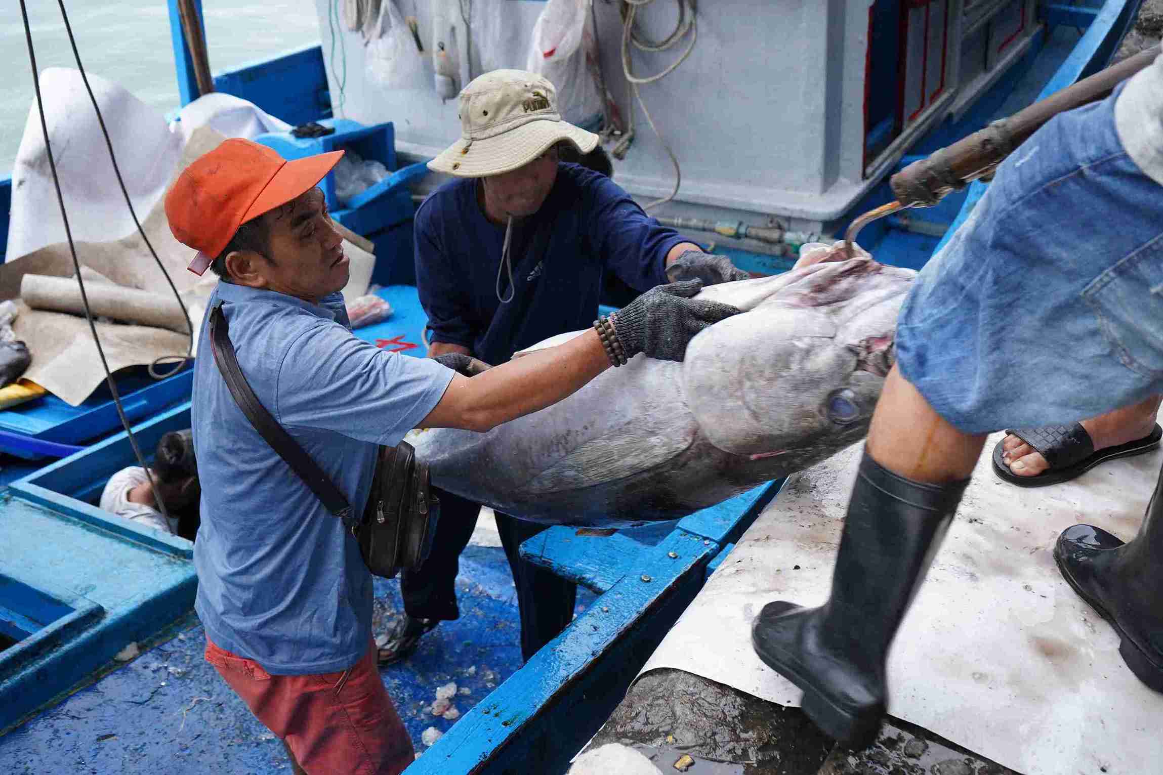 Many fishing boats in Khanh Hoa after sea trips have had a bumper season of tuna. Photo: Huu Long