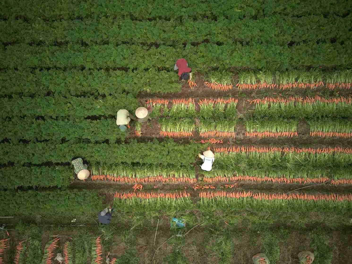 Tue Tinh carrots enter the bustling harvest season. Photo: Mai Huong
