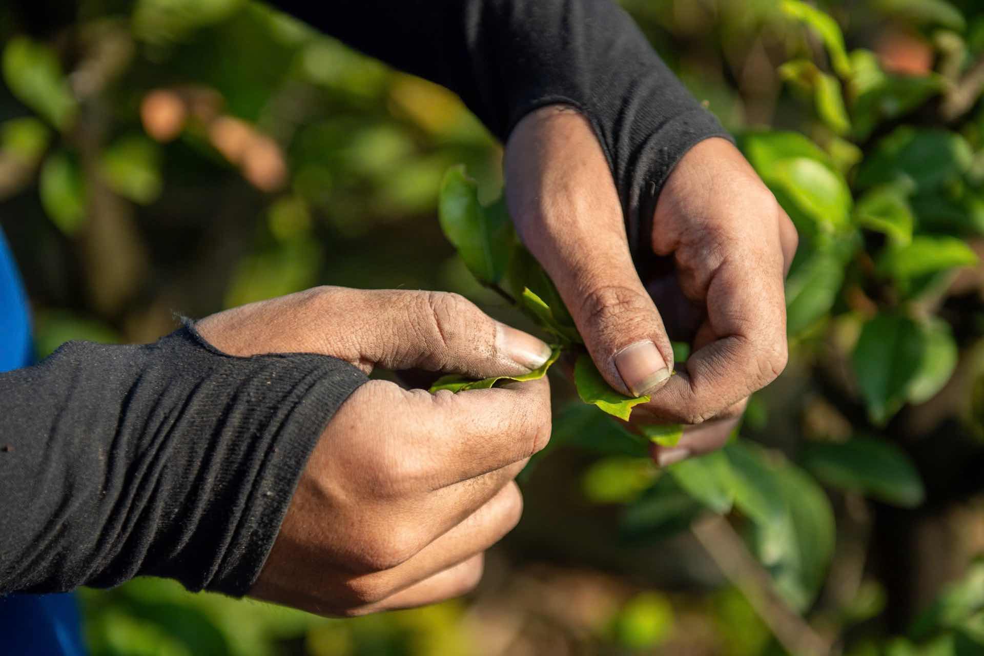 Công việc lặt lá mai thường kéo dài nhiều giờ liên tục ngoài trời nắng. Ảnh: Thái Bảo