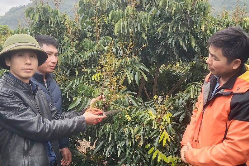 Secretary of the Party Cell cum Village Head Quang Van Ong (black shirt, left) guides people in Na Loc II village, Chieng So commune on good and creative ways to care for fruit trees. Photo: NVCC