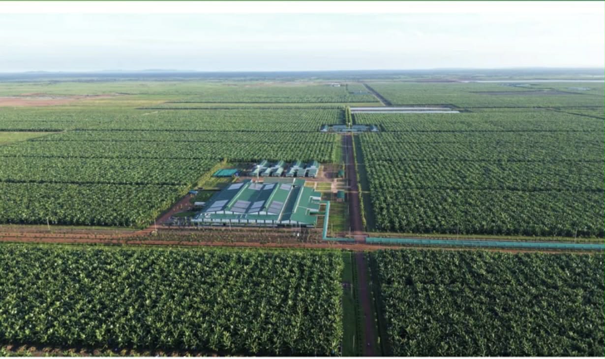 Investing in building a banana farm in the complex. Photo: THACO