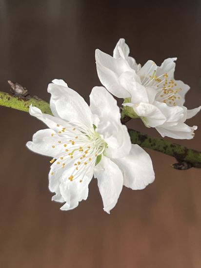 White peach blossoms with thick petals, luxuriant white and especially fragrant, different from other types of peaches. Photo: KIEU VU