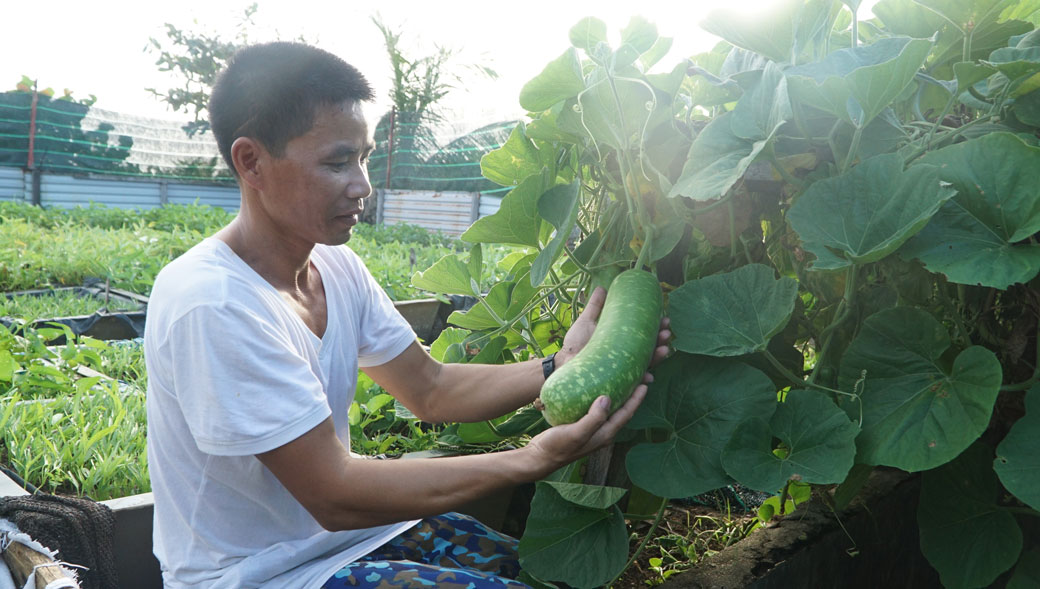 Những cây bầu trên đảo Trường Sa Đông cho lứa thu hoạch đầu tiên.