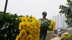 El pueblo de flores de Tay Tuu está ocupado cortando flores para vender en Tet.