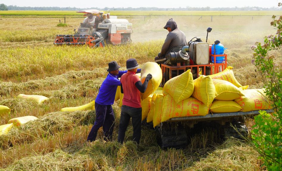 Thu hoạch lúa trước Tết giúp nông dân vùng ven biển giảm rủi ro thời tiết, bảo toàn năng suất và chất lượng hạt lúa. Ảnh: Phương Anh
