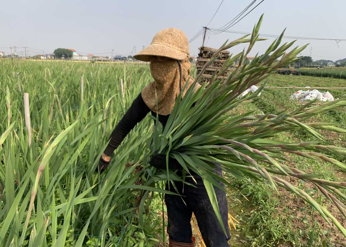 My Tan flower village, Thien Truong ward, Ninh Binh province into the Tet season. Photo: Luong Ha