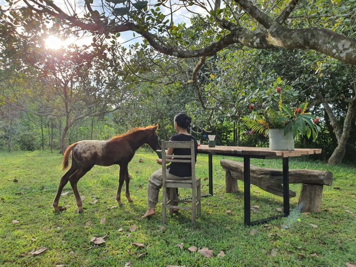 Phút giây yên ả đầu ngày cùng chú ngựa nhỏ. Ảnh: KHƯƠNG QUỲNH