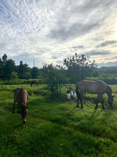 Herds of horses leisurely in the family garden. Photo: KHUONG QUYNH