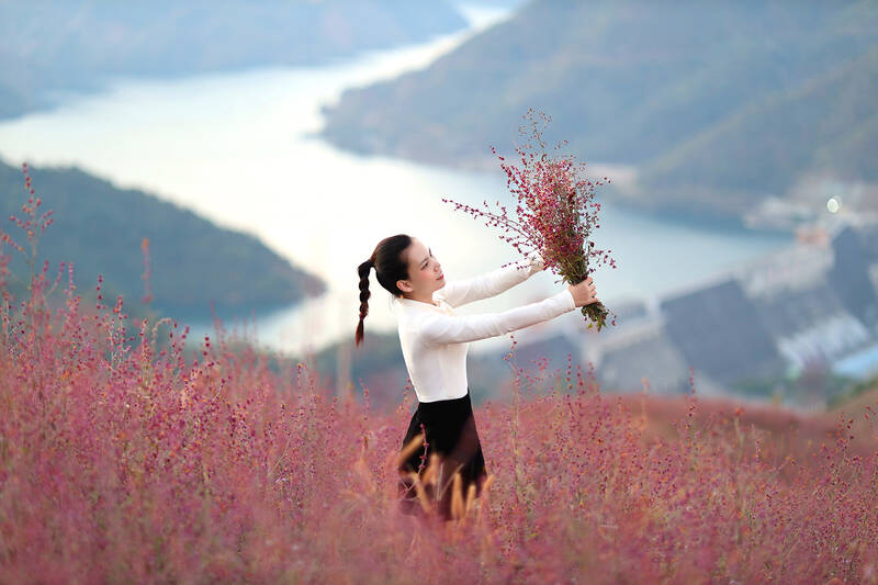 Đồi hoa xô thơm bản Pá Tong 2, xã Mường Bú bung nở, hút khách check - in. Ảnh: Mạnh Tùng