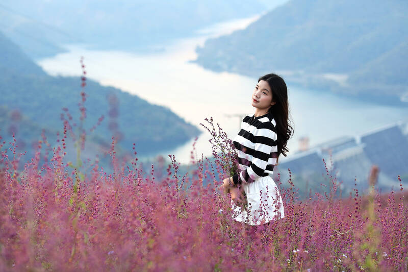 Ánh nắng chiếu xuống khiến sắc tím hoa xô thơm thêm trong trẻo, sống động. Ảnh: Mạnh Tùng