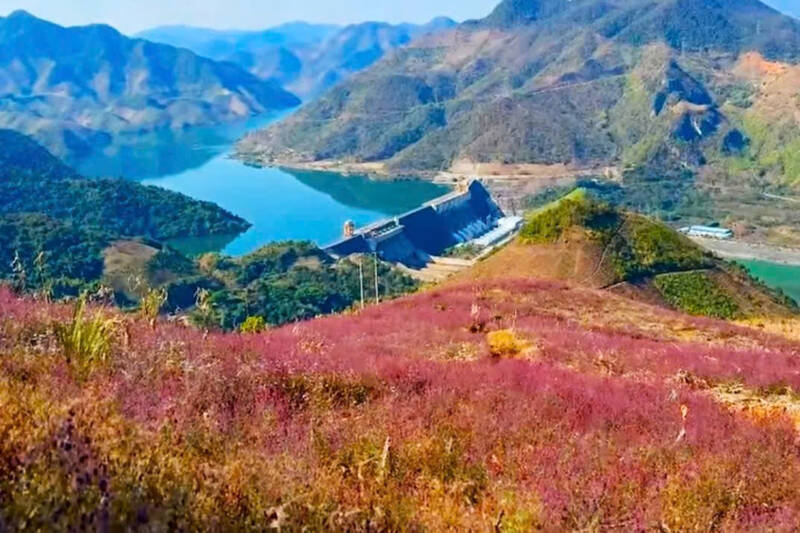 La colina de flores xô thơm de la aldea de Pá Tong 2 (comuna de Mường Bú) florece con un color púrpura soñador, creando un espacio de check-in virgen junto al río Đà Giang, provincia de Sơn La. Foto: Trường Sơn