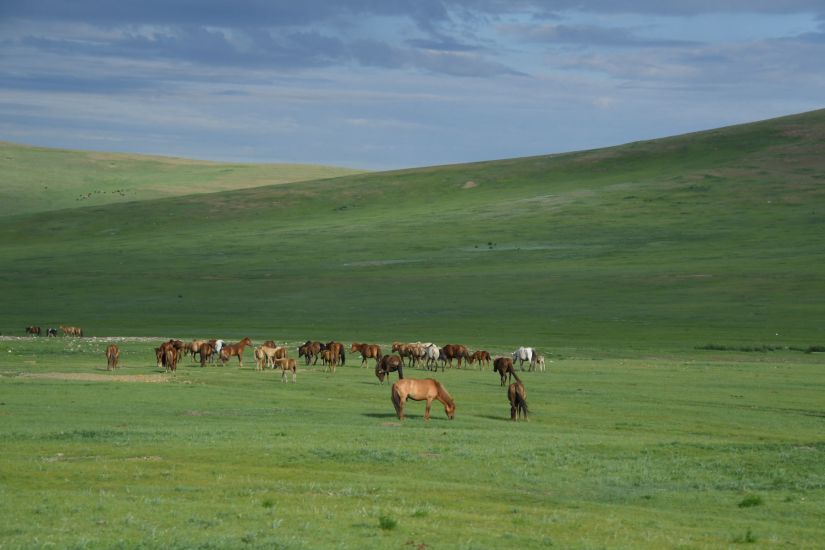 Đàn ngựa đang gặm cỏ trên con đường thuộc chặng thứ năm của giải đua xe Silk Way Rally 2019 từ Ulaanbaatar đến Mandalgovi, Mông Cổ. Ảnh: AFP