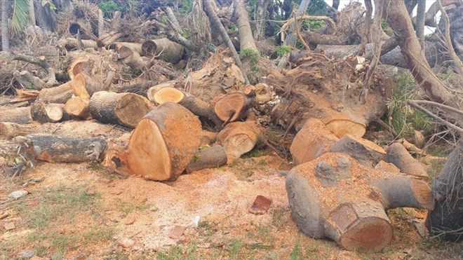 Đấu giá tài sản công: Phú Thọ bán gỗ đô thị, Lạng Sơn đấu giá vật tư dự án