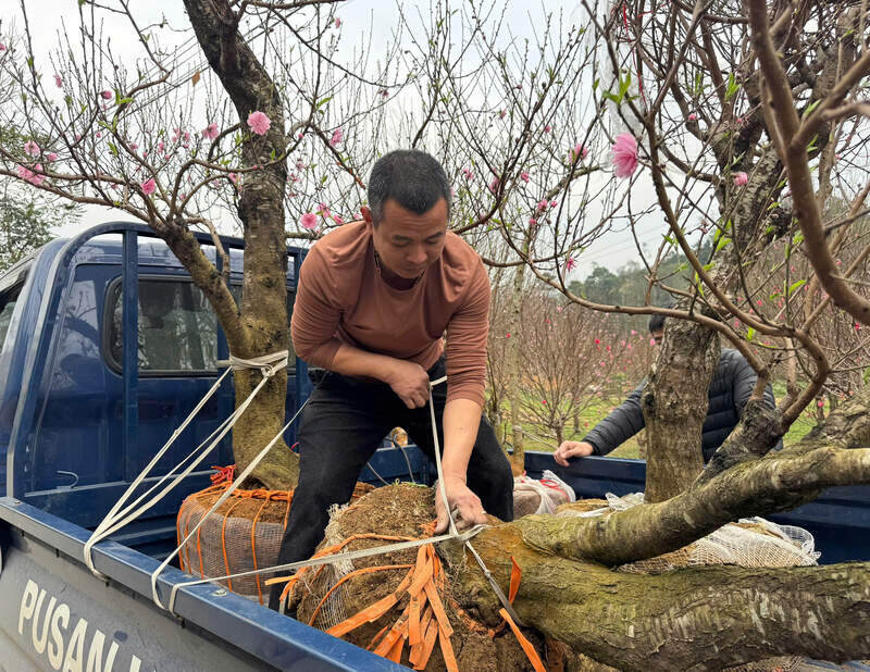 Cars carrying spring back to the lowlands near Tet. Photo: Khanh Linh