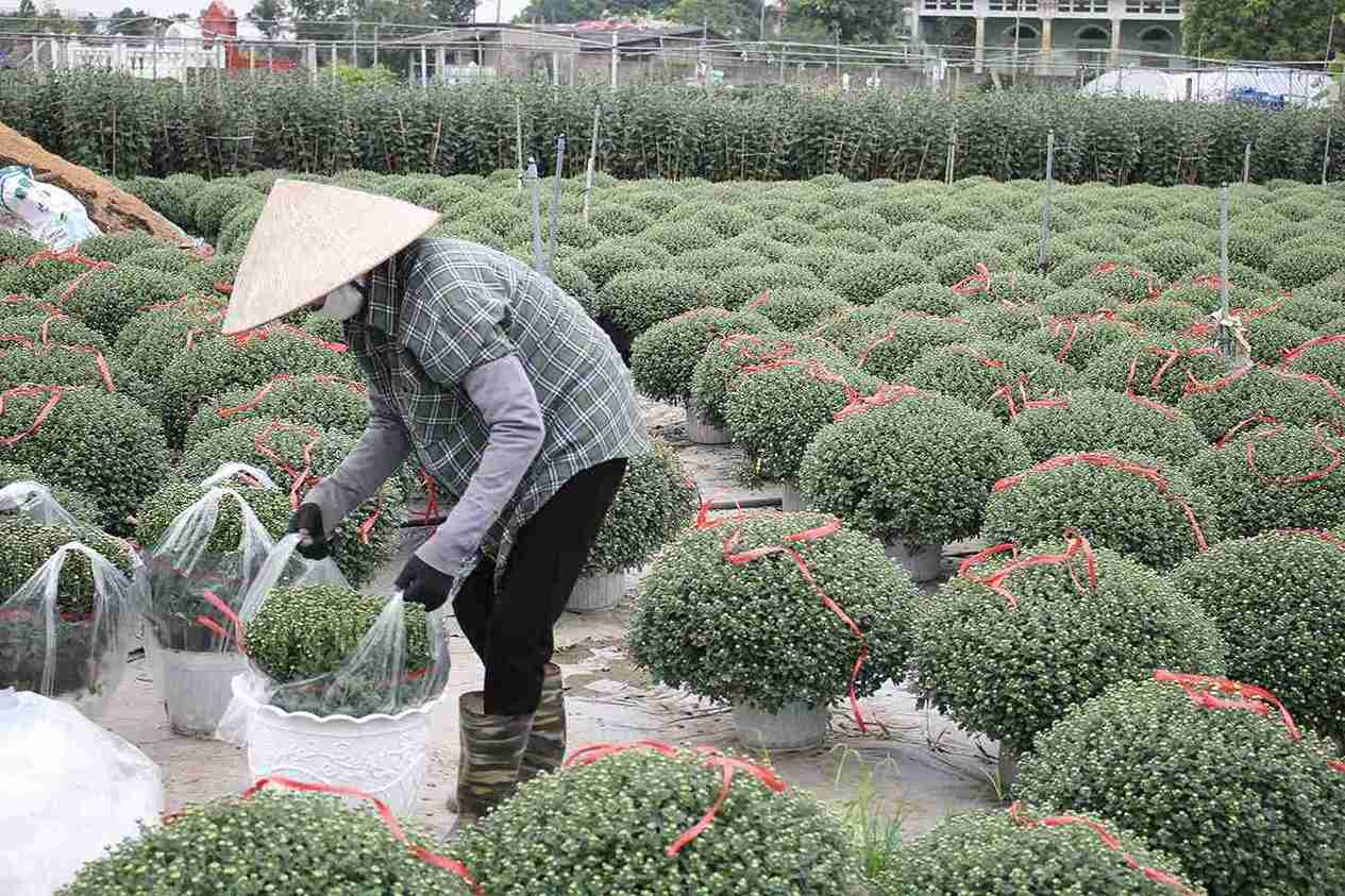 떤흥동, 설날 국화 수확기에 정원사들 분주하게 판매. 사진: 마이흐엉