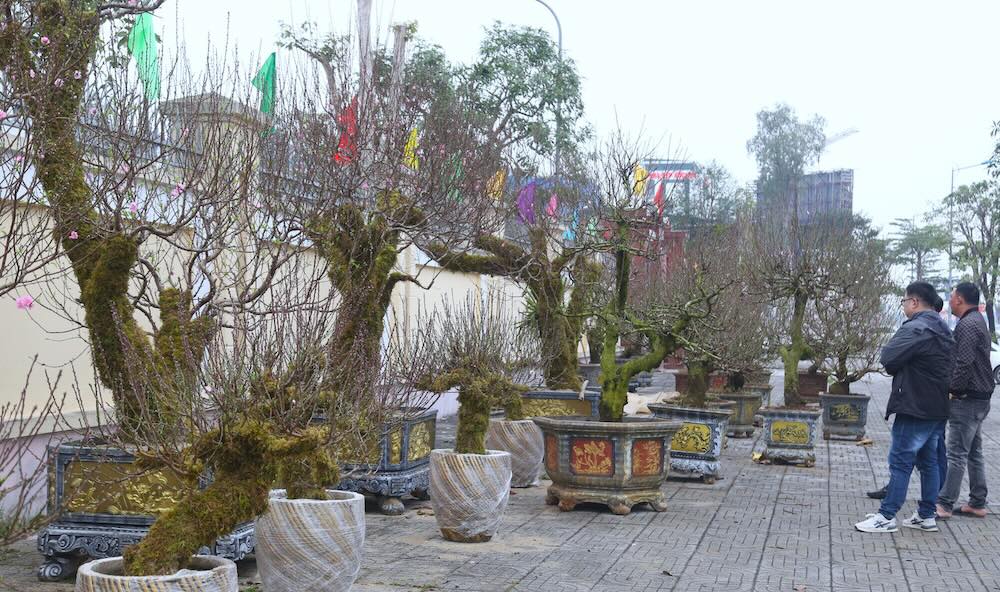 Ancient peach trees with winding shapes fill the streets of Nghe An. Photo: T. Hien