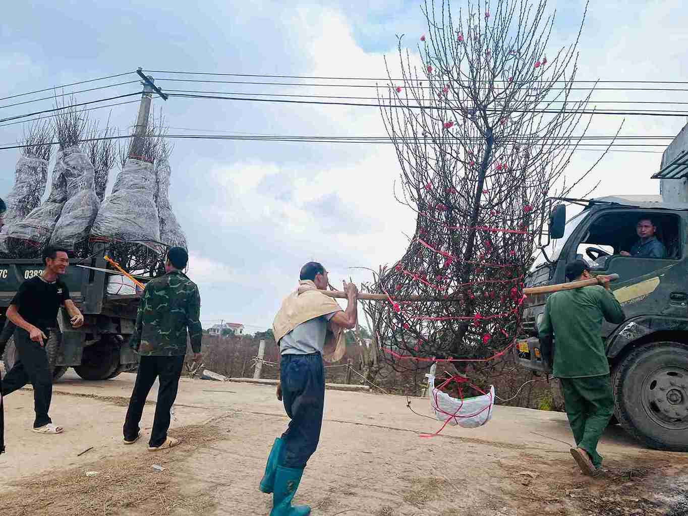 The Tet atmosphere spreads throughout the flower and ornamental plant growing areas of Hung Yen. Photo: Mai Huong