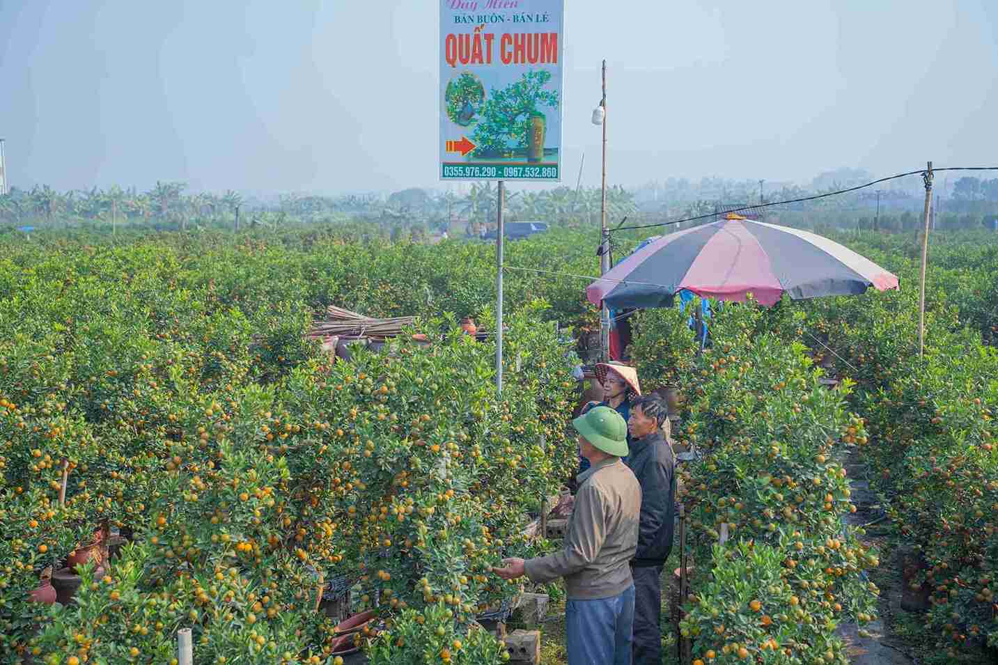 Thương lái từ nhiều tỉnh, thành về tận vườn quất Hoàn Long, Hưng Yên để xem và đặt mua cây. Ảnh: Thành Luân