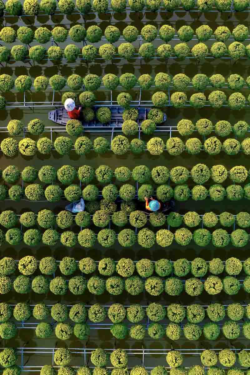 Từ trên cao nhìn xuống, cả làng hoa hiện ra như một tấm thảm khổng lồ với các ô màu xanh đỏ, vàng rực đan xen như bàn cờ. Khoảng cách giữa các cây hoa đều tăm tắp tạo nên một sự ảo diệu về thị giác. 