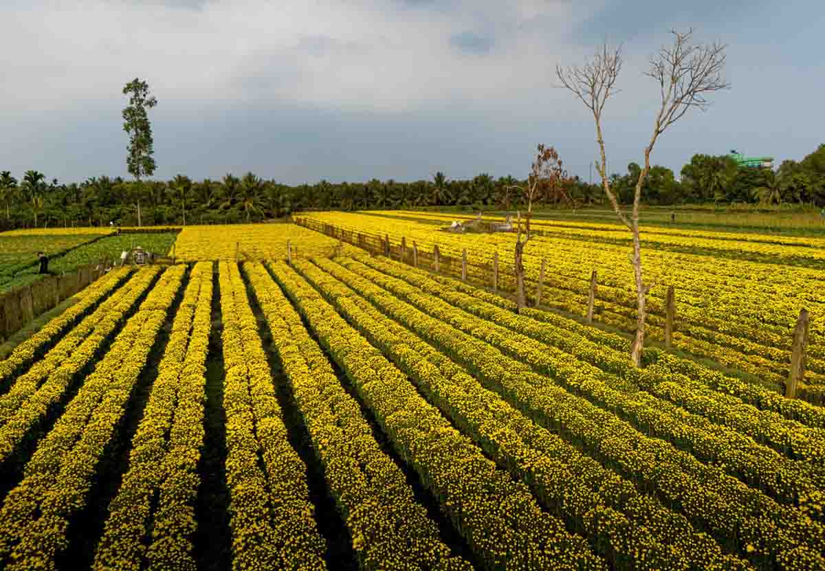 Những ngày cuối năm, nhiếp ảnh gia Khánh Phan (TP.HCM) đã tìm về các làng hoa nổi tiếng miền Tây như Sa Đéc (Đồng Tháp), Chợ Lách (Bến Tre) và Mỹ Phong (Đồng Tháp) để ghi lại những khoảnh khắc rực rỡ nhất của mùa hoa Tết.