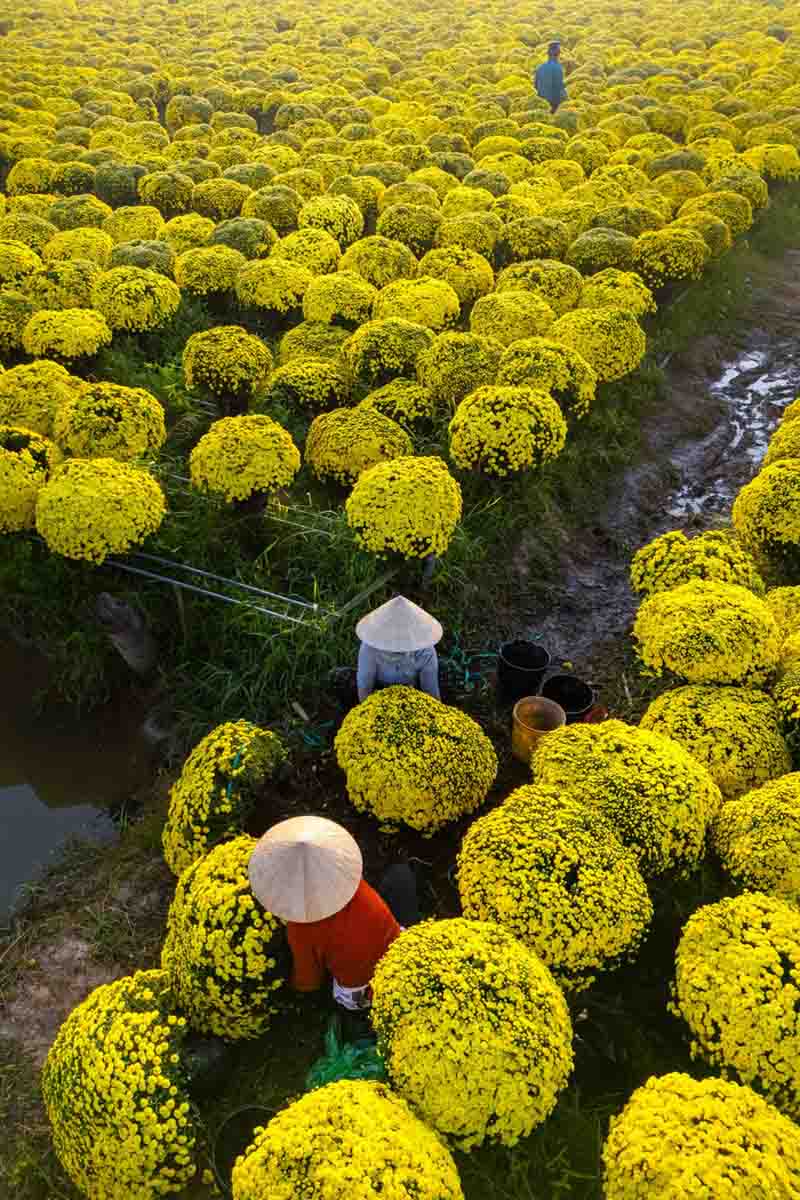 Càng cận Tết Bính Ngọ, nhịp sống tại các làng hoa càng hối hả. Những chuyến xe tải nối đuôi nhau trên con đường làng hẹp, mang theo sắc xuân đi khắp các tỉnh thành từ Nam ra Bắc. 