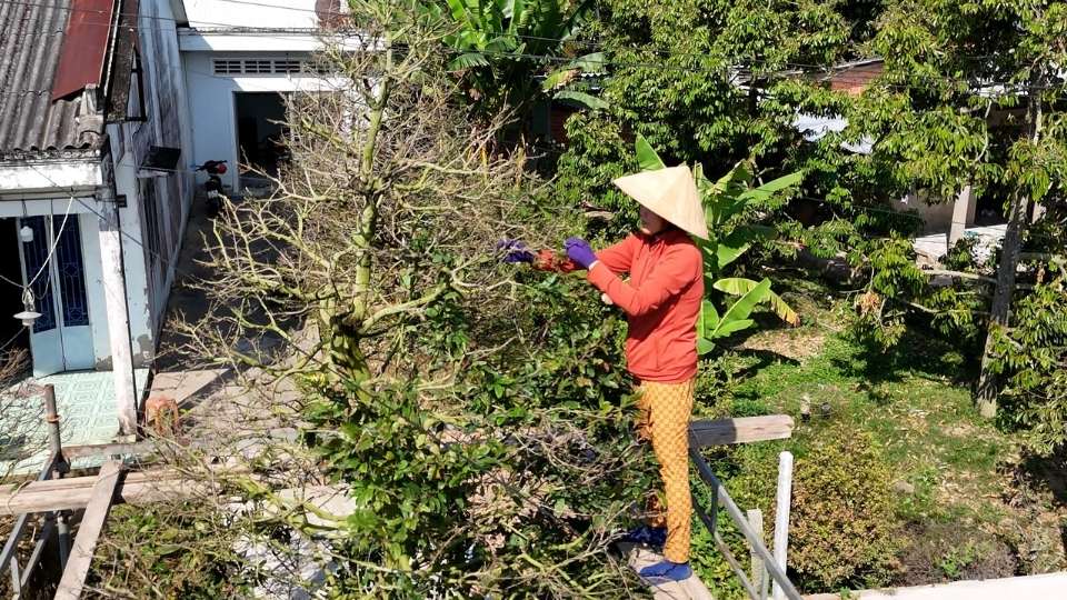 Chủ vườn tự lặt lá mai để tiết kiệm chi phí vì sức mua giảm. Ảnh: Hoàng Lộc