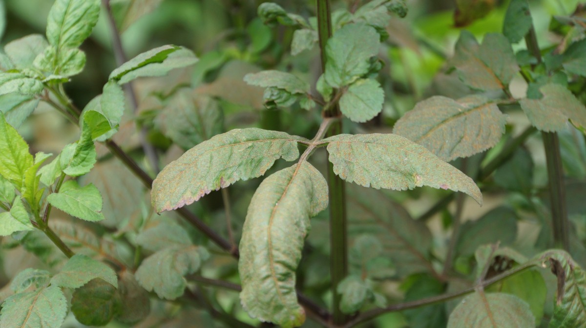 Hong An ward government, Hai Phong requests businesses to urgently overcome environmental incidents, directly affecting people. Photo: Ngoc Trinh