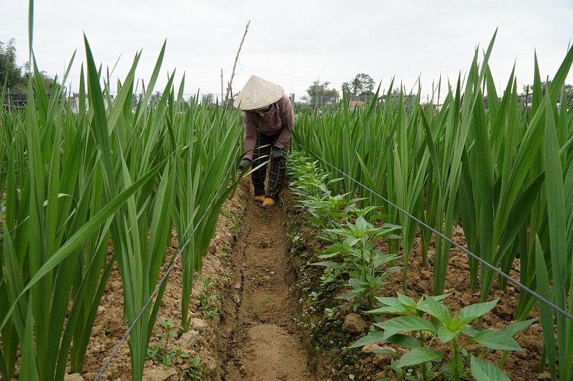 Nông dân chăm sóc hoa lay ơn. Ảnh: Viên Nguyễn