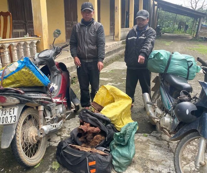 Ngăn chặn vận chuyển 35kg cây Mán đỉa ở Quảng Trị