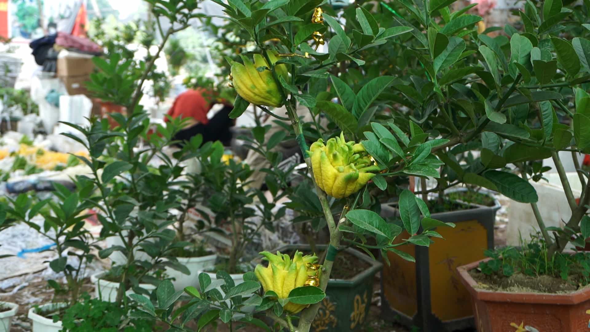Near Tet, Dac So Buddha's hand bonsai increases in price due to scarcity of beautiful trees