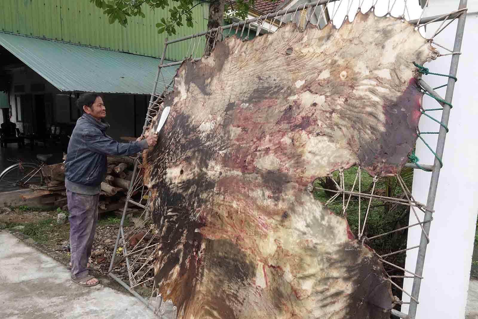 Tấm da bò lớn đang được phơi khô để làm trống. Ảnh: Trần Tuấn.