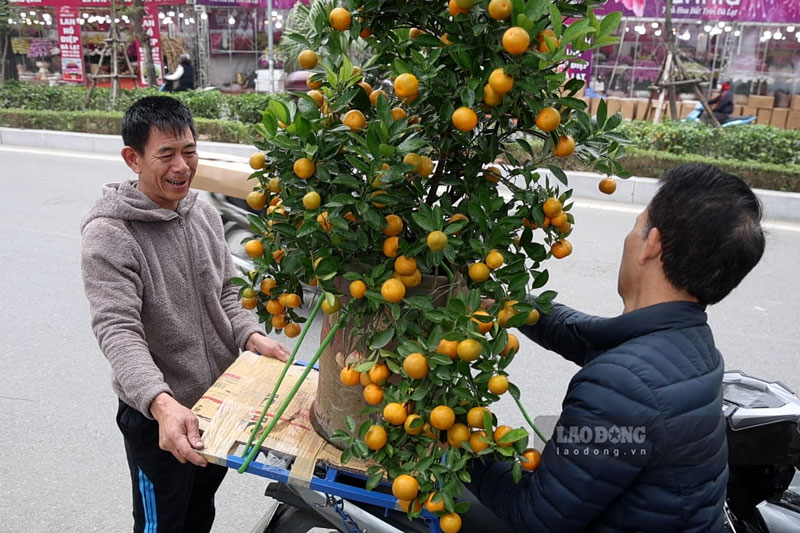 Tet is approaching, workers are busy carrying peach blossoms and kumquats hoping for a prosperous season