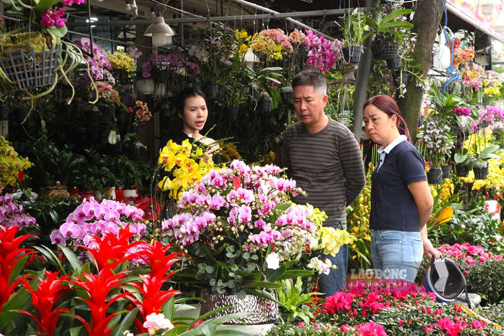 Lan các loại được lựa chọn dùng làm quà biếu Tết, trang trí nhà cửa, doanh nghiệp, cơ quan. Ảnh: Thanh Huyền