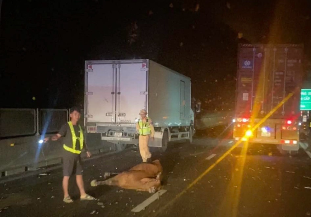 Đàn bò xuất hiện trên cao tốc Vĩnh Hảo - Phan Thiết và xảy ra va chạm với xe ô tô. Ảnh: Người dân cung cấp