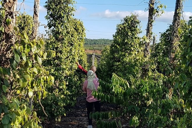 Pepper price today February 5th: Slight decrease, risk of delivery interruption near Tet. Photo: Vu Long