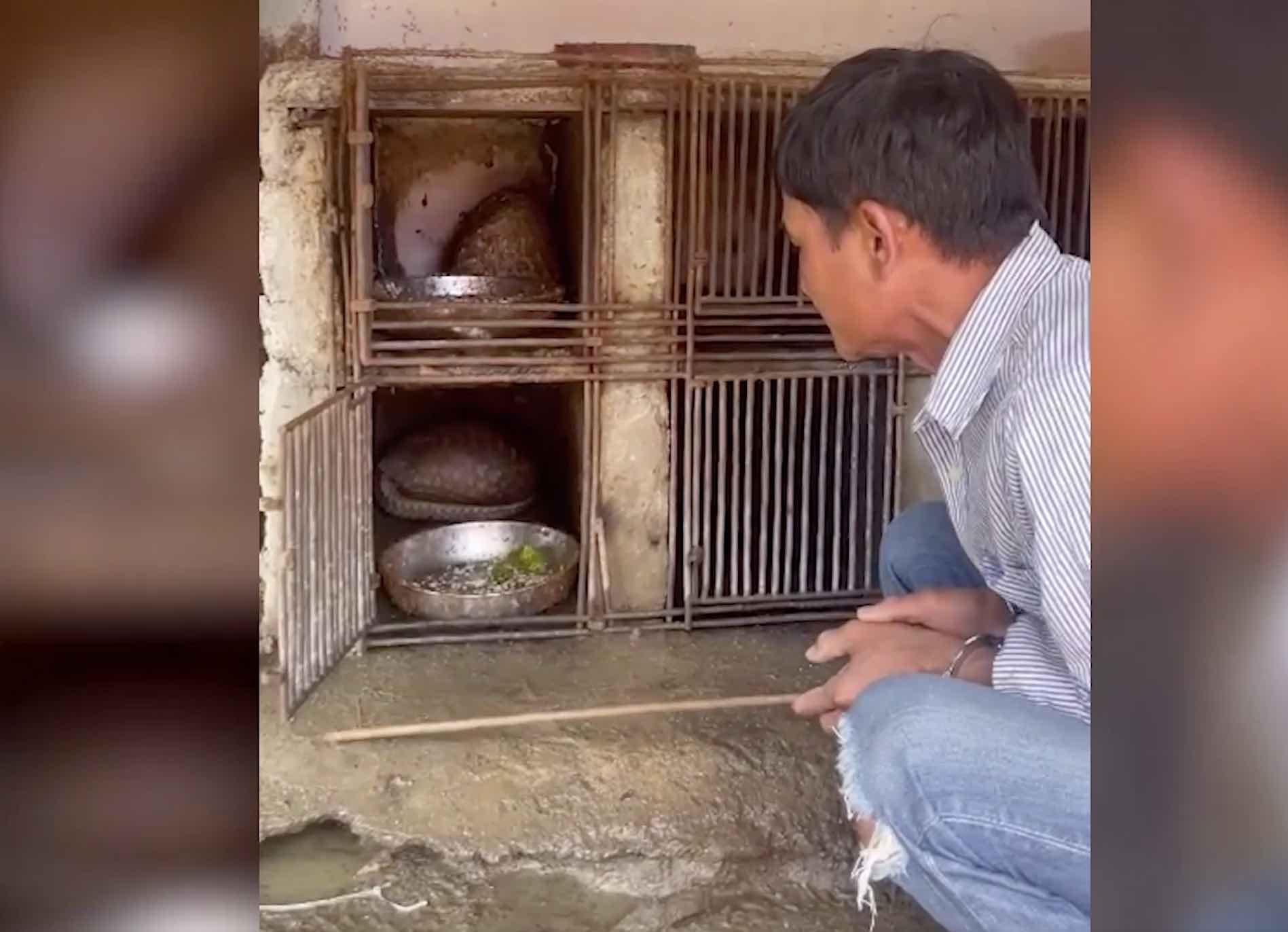 Cơ quan công an đã phát hiện 4 cá thể tê tê bị nuôi nhốt trái phép. Ảnh: Công an cung cấp