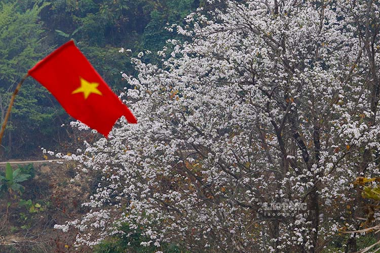 Lễ hội Hoa Ban được tỉnh Điện Biên tổ chức thường niên vào dịp trung tuần tháng 3 - đúng vào dịp mở màn Chiến dịch Điện Biên Phủ. Ảnh: Quang Đạt