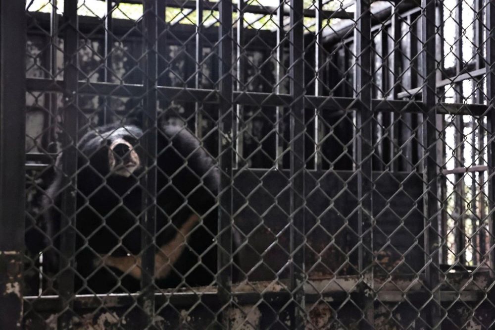 Chú Gấu Misa (tên thân mật của cá thể gấu) khi còn ở trong môi trường nuôi nhốt. Ảnh: Chi cục Kiểm lâm TP Đà Nẵng