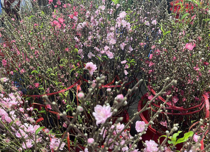 Nhiều cửa hàng kinh doanh hoa tươi nhập hoa đào Nhật Tân, đào rừng Tây Bắc phục vụ người mua chơi Tết sớm. Ảnh: Thái Bảo