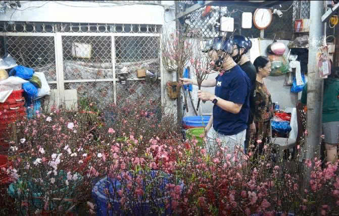 Mini peach blossoms and snow apricot blossoms in Ho Chi Minh City are selling well in the days leading up to Tet.