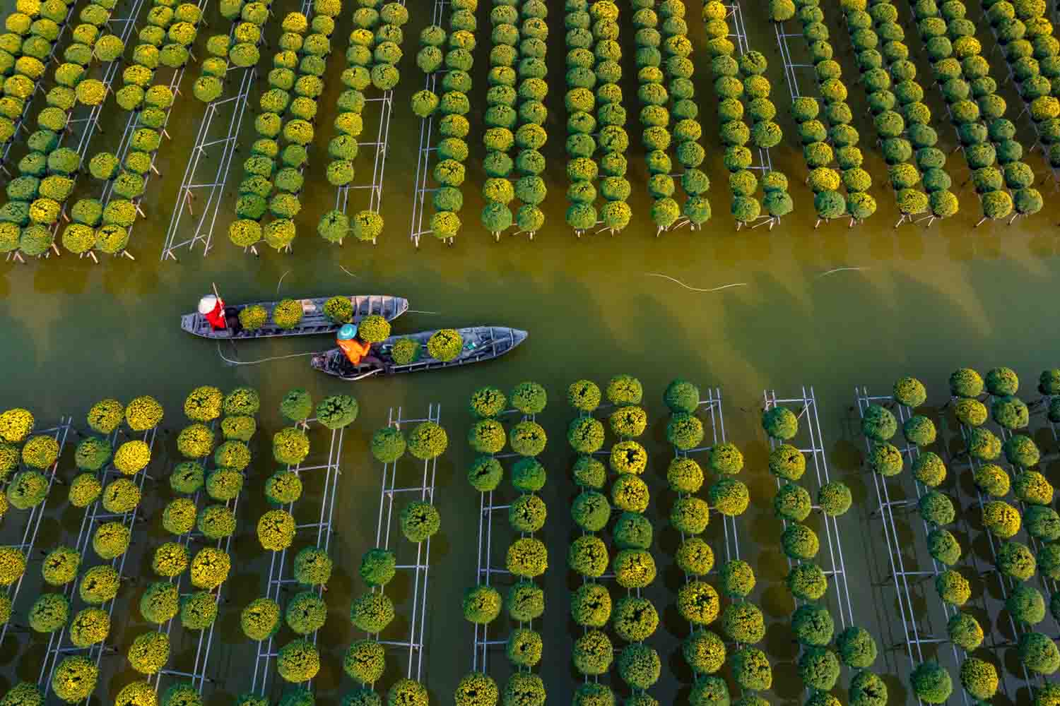 Về miền Tây lạc lối giữa những cánh đồng cúc sáng bừng dịp Tết.