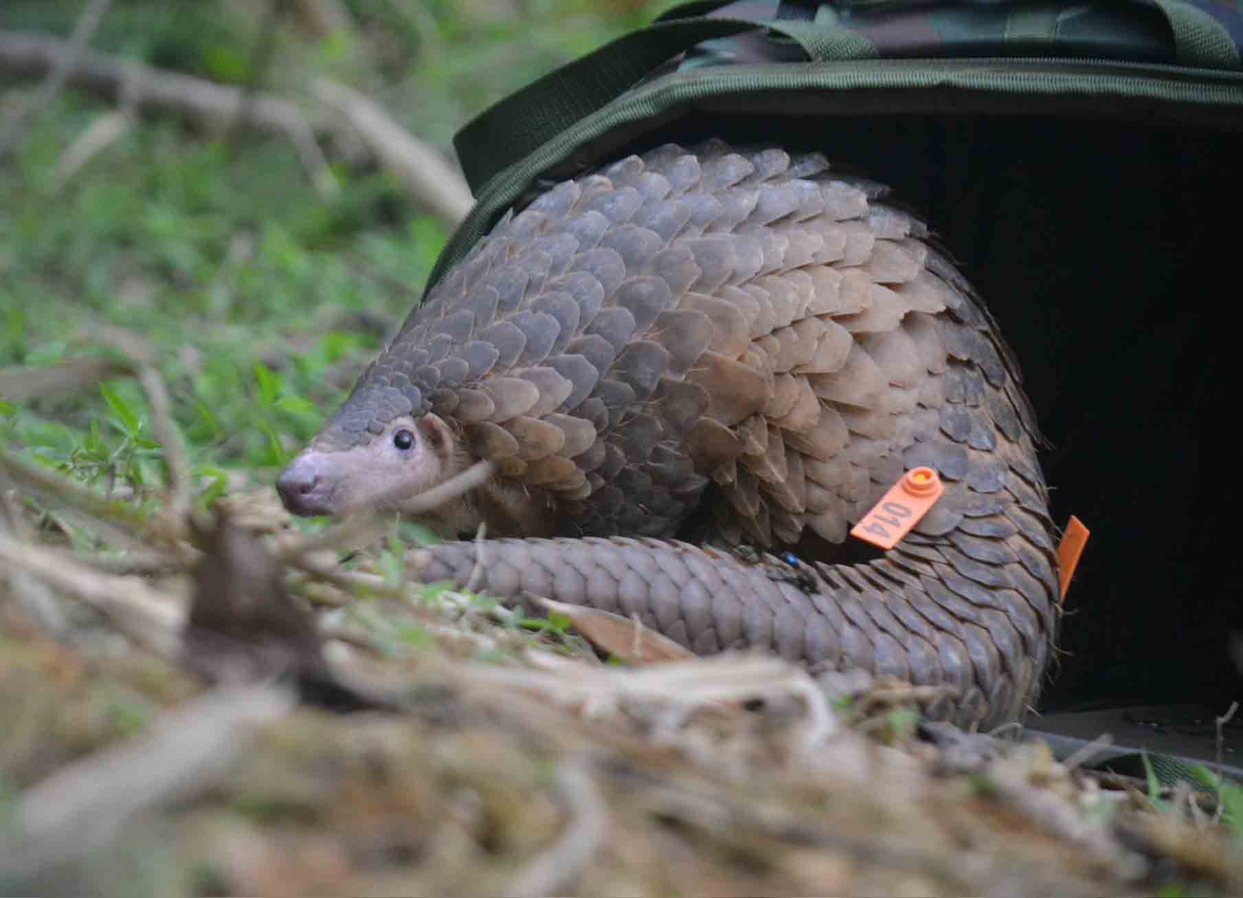 Nhiều cá thể tê tê java được thả về tự nhiên. Ảnh: Hoàng Anh.