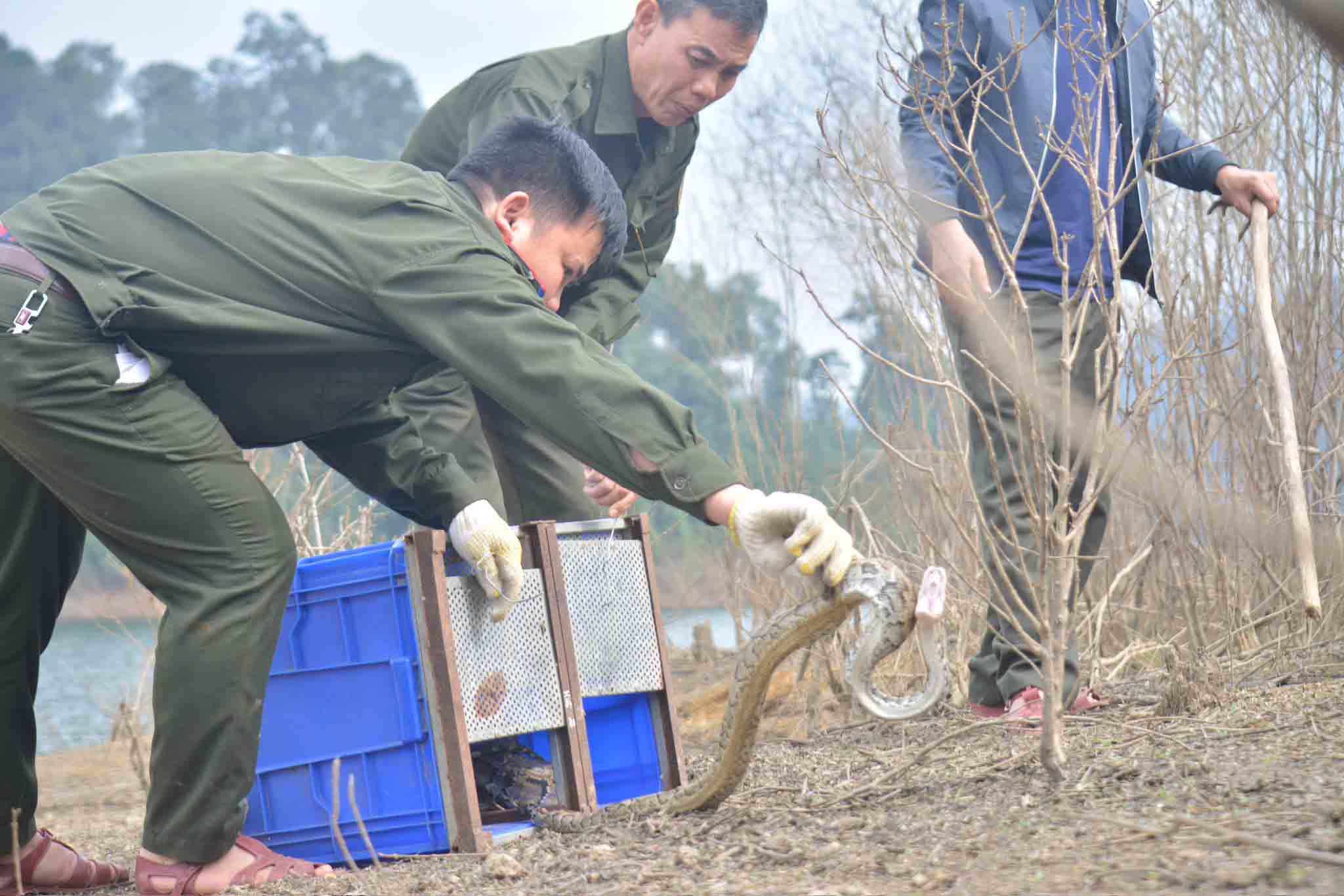 Releasing wild animals back to nature in Vu Quang National Park. Photo: Hoang Anh