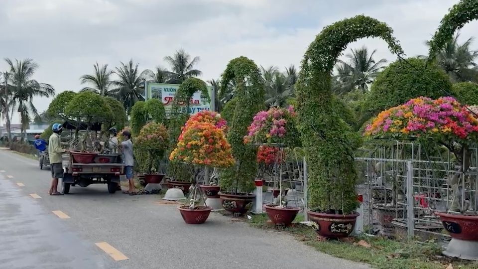 Sở Nông nghiệp và Phát triển nông thôn tỉnh Vĩnh Long thông tin, hiện chưa có quy định bắt buộc xác nhận nguồn gốc hoa kiểng. Ảnh: Hoàng Lộc