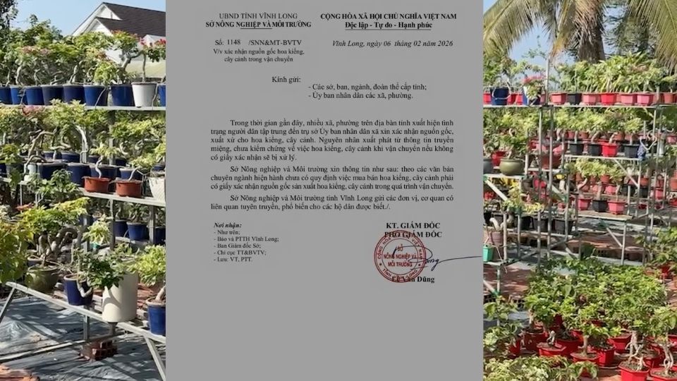 Vinh Long's agricultural sector affirms that there is no mandatory regulation on certificates of origin for ornamental flowers and plants. Photo: Hoang Loc