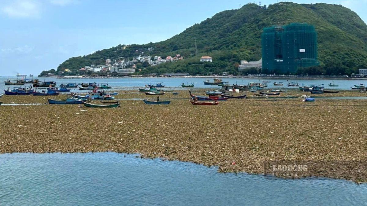 Lục bình trôi dạt vào Bãi Trước biển Vũng Tàu (TPHCM).  Ảnh:  Thành An